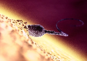 Fertilization Process Stampe: Fertilisation, computer artwork