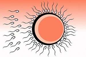 Stampe di La fecondazione. L'opera d'arte di due cellette di sperma bianche e nere che si avvolgono intorno a una celledina dell'uovo umano rotonda Immagini datate 2004 gennaio: Fertilization