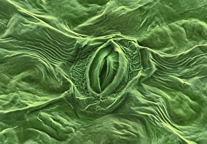 Guard Cells Function Stampe: Feverfew leaf surface, SEM
