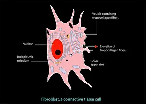 Cell Biology Images Stampe: Fibroblast cell, artwork
