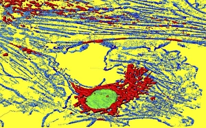 Cell Nucleus Structure Stampe: Fibroblast cell, fluorescent micrograph