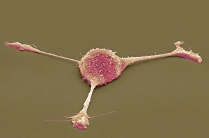 Cell Biology Images Stampe: Fibroblast, SEM
