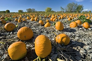 Vegetable Garden Images Stampe: Field of pumpkins