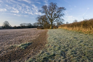 Devon Landscape Stampe: Field and trees at dawn, Devon