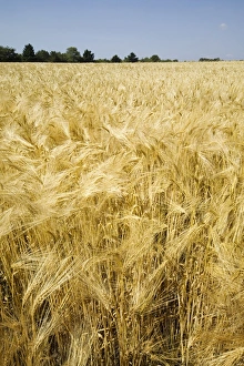 Field Of Grain Stampe: Field of wheat