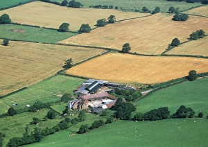 Harvested Fields Stampe: Fields
