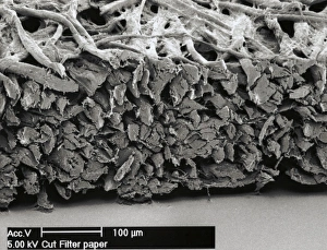 Scanning Electron Microscopy Images Stampe: Filter paper, SEM