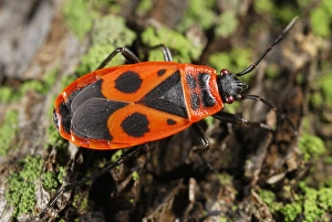 Pyrrhocoris Apterus Stampe: Firebug