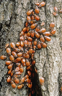 Poland Nature Photography Stampe: Firebugs