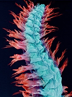 Polychaete Worms Stampe: Fireworm, SEM