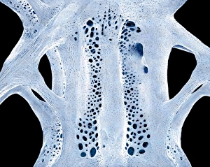 Scanning Electron Micrograph SEM Stampe: Fish bone, SEM C015 / 8070