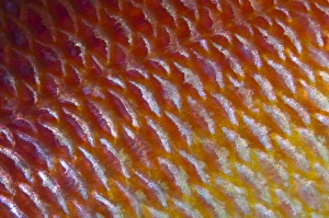 Underwater Fish Images Stampe: Detail of fish scales