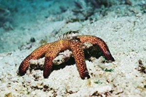 Rinca Island Wildlife Stampe: Fish on a starfish
