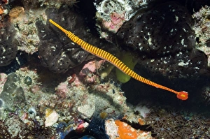 Rinca Island Wildlife Stampe: Flagtail pipefish with eggs