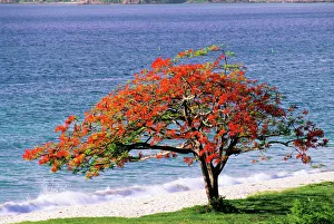 Royal Poinciana Tree Stampe: Flamboyant tree