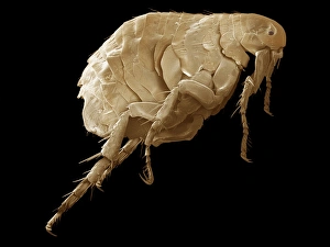 Blood Feeding Insects Stampe: Flea, SEM
