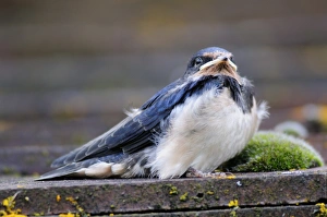 Hirundo Rustica Images Stampe: Fledgling swallow
