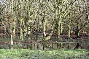 Norfolk Landscape Photography Stampe: Flooded trees