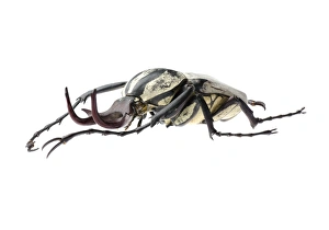 Beetle Images Stampe: Flower beetle