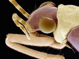 Compound Eyes Insect Stampe: Flower bug, SEM
