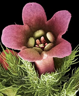 Coloured Scanning Electron Micrograph Stampe: Flower, SEM