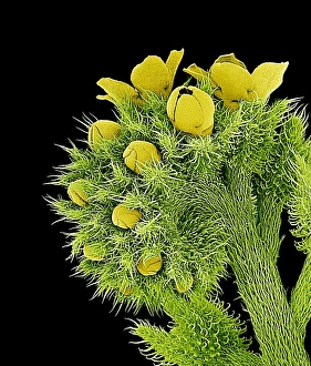 Scanning Electron Microscope Photos Stampe: Flowers, SEM