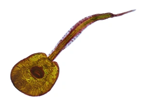 Light Micrograph Images Stampe: Fluke larva, light micrograph