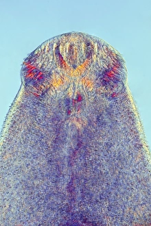 Stampe di Larva di verme echinostomoide. Micrografia a luce della sezione attraverso la testa del trematode parassita Echinostoma revolutum (verme fluke) Immagini datate 2012 febbraio: Verme Fluke, micrografia a luce illuminante