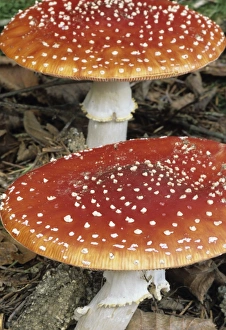 Toxic Mushrooms Stampe: Fly Agaric