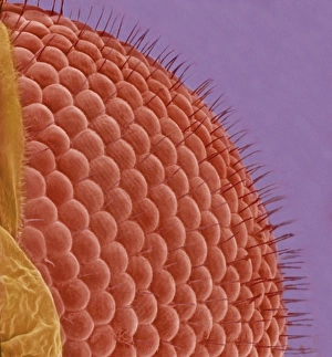 Ommatidia Structure Stampe: Fly eye, SEM