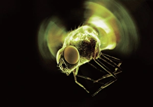 Compound Eye Insect Stampe: Fly in flight, computer artwork