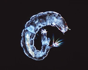 Stampe di Larva di insetto volante. Micrografo ottico con illuminazione a campo scuro della larva acquatica non identificata dell'insetto appartenente all'ordine Diptera, magnificazione sconosciuta Immagini datate 2001 maggio: Larva di farfalla, immagine a lente ottica leggermente illuminata