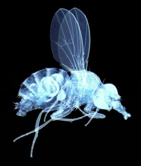 Compound Eye Structure Stampe: Fly, light micrograph