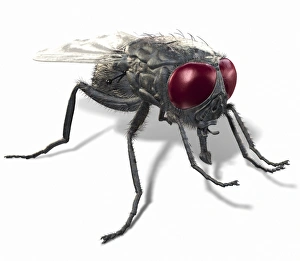 Invertebrate Animal Pictures Stampe: Fly