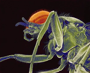Compound Eye Anatomy Stampe: Fly, SEM