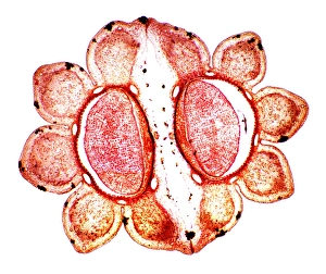 Light Microscopy Images Stampe: Fools parsley fruit, light micrograph