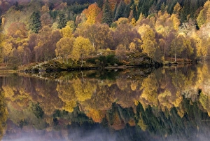 Birch Tree Reflection Stampe: Forest reflected in a loch