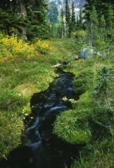 Forest Scenery Photos Stampe: Forest stream