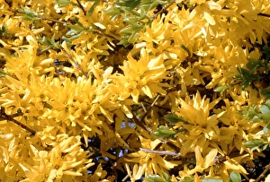 North Berwick Scotland Stampe: Forsythia intermedia