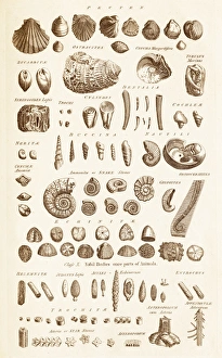 Stampe di Piattaforma del XVIII secolo che mostra illustrazioni di fossili di conchiglie. Inclusi sono diversi bivalvi scaglie e amoniti nautilo eccinodermi e belmonite ec Immagini datate 2013 settembre: Cavità di fossili Conchiglie C017 / 3532