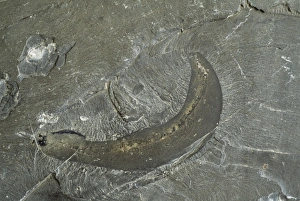 Ancient Sea Creatures Stampe: Fossil worm