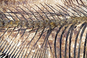 Stampe di Il pesce fossile. La colonna di un pesce fossile del genere Diplomystus. Questo pescio estinto è correlato ai moderni accipitreschi e sarde Immagini datate 21 dicembre 2006: Pesci fossili