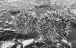 Stampe di I grani di pollo fossili, arte computerizzata. I grani di polline sono strutture riproduttive prodotte dalle fiori. È raro ma non impossibile che strutture morbide vengano fossilizzate Immagini datate 2003 novembre: Pollen fossiliato