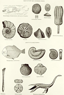 Historical Science Illustrations Stampe: Fossils