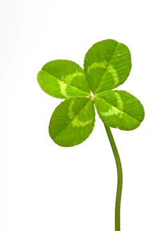 Stampe di Quattro foglie di trefolla (Trefollie Trifolium sp.). Le piante di trifoglio vengono utilizzate nell'agricoltura come pianta da fieno o pascolo. Sono anche utilizzati per migliorare il suolo Immagini del 9 febbraio 2011: Quattro foglie di trenta
