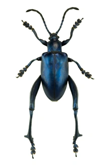 Insect Anatomy Stampe: Frog beetle