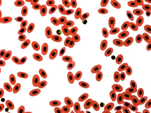 Stampe di Sangue di rana, micrografo leggero. A differenza delle eritrocite mammaliane (cellule rosse del sangue) le eritrocite mature della rana mantengono il loro nucleo (punti neri) Immagini datate 2010 agosto: Sangue di rana, micrografia a luce debole