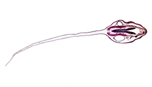 Light Microscopy Images Stampe: Frog tadpole, light micrograph