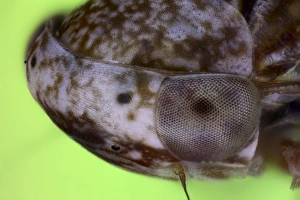 Compound Eyes Insect Stampe: Froghopper head
