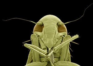 Insect Mouthparts SEM Stampe: Froghopper, SEM